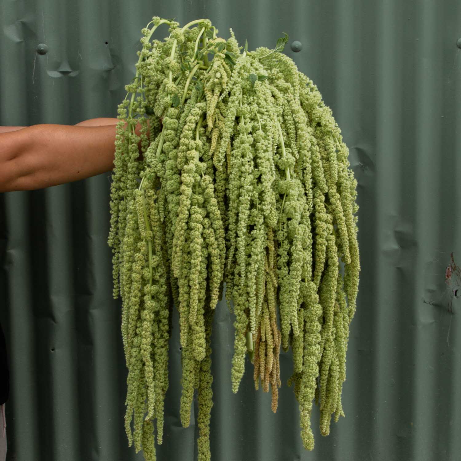 Amaranth - Hanging Green - 10 Stems/Bunch