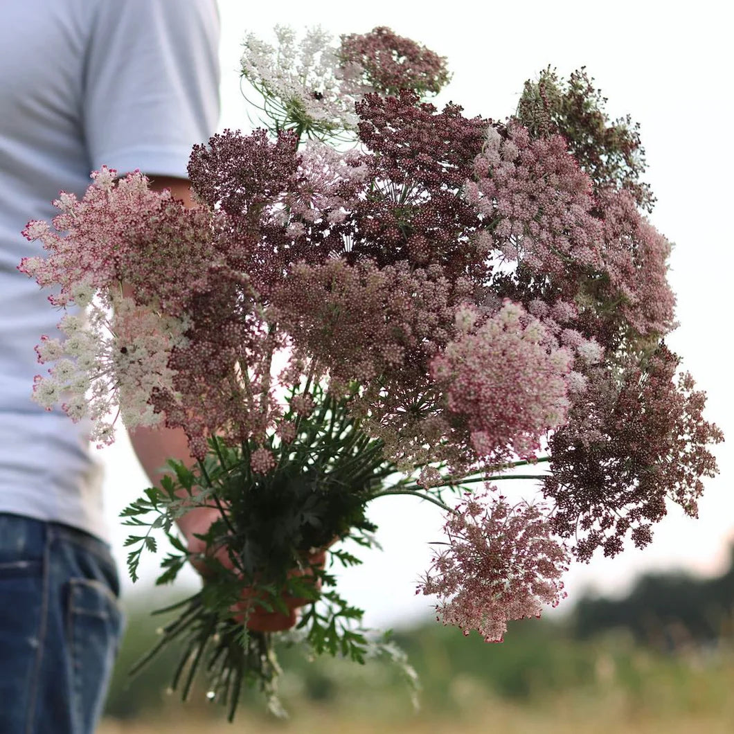Ammi - Dara - 10 Stems/Bunch