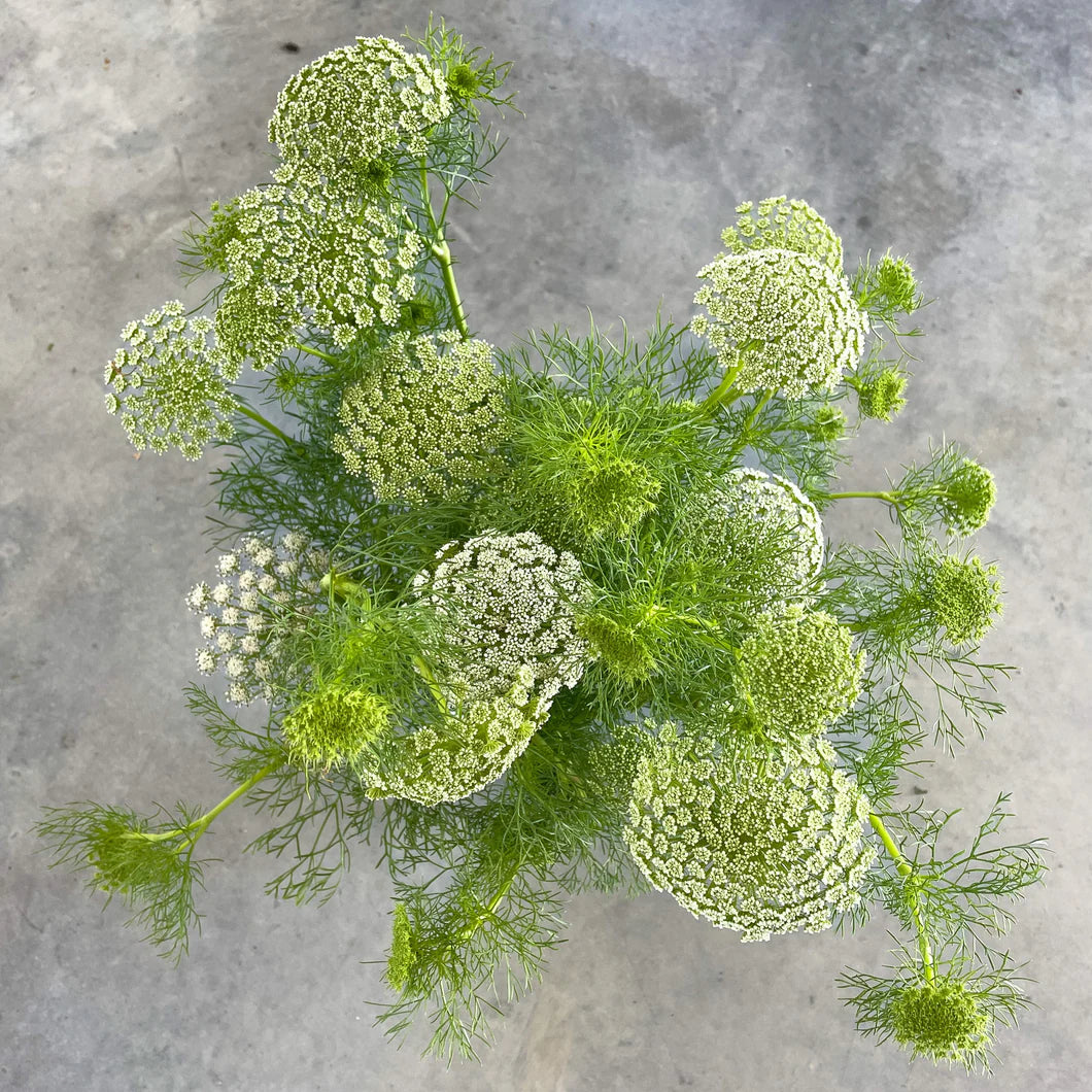 Ammi - Green Mist - 10 Stems/Bunch