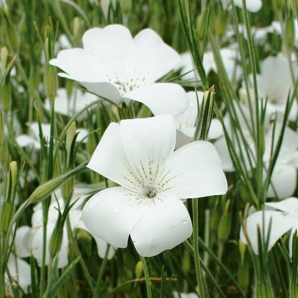 Corncockle - White - 10 Stems/Bunch