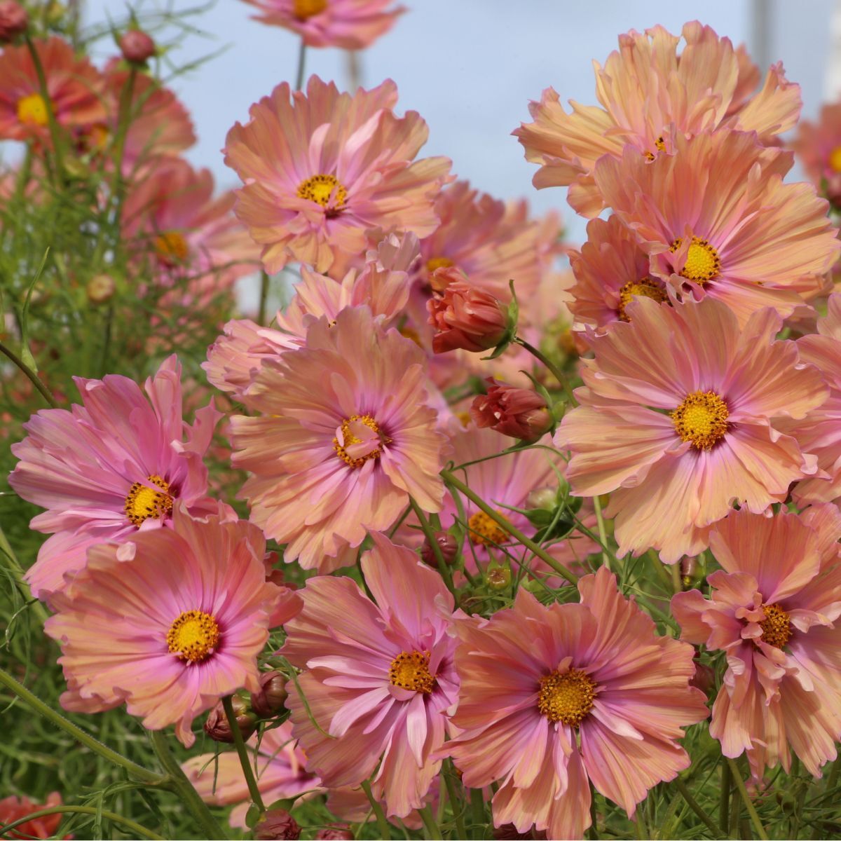 Cosmos - Apricot - 10 Stems/Bunch