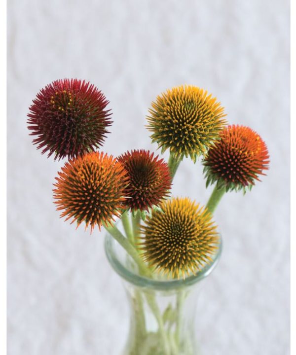 Echinacea - Seed Pod - 10 Stems/Bunch
