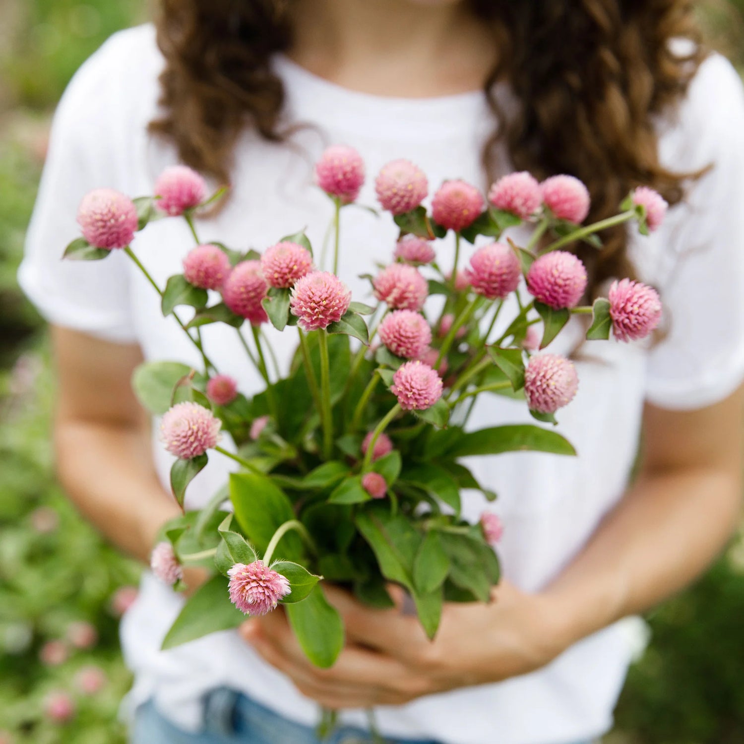 Gomphrena - Pink - 10 Stems/Bunch