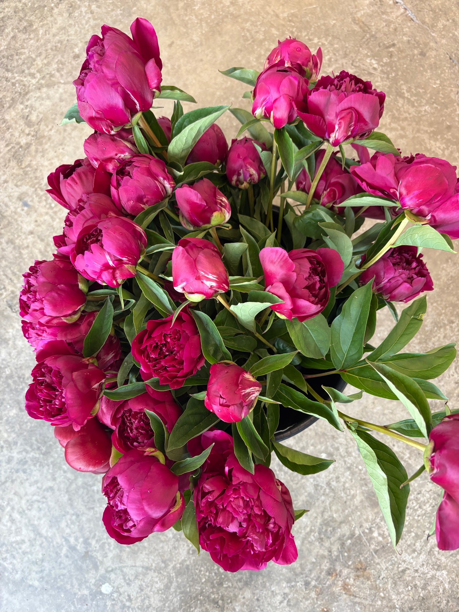 Peony - Dark Pink - 10 Stems/Bunch