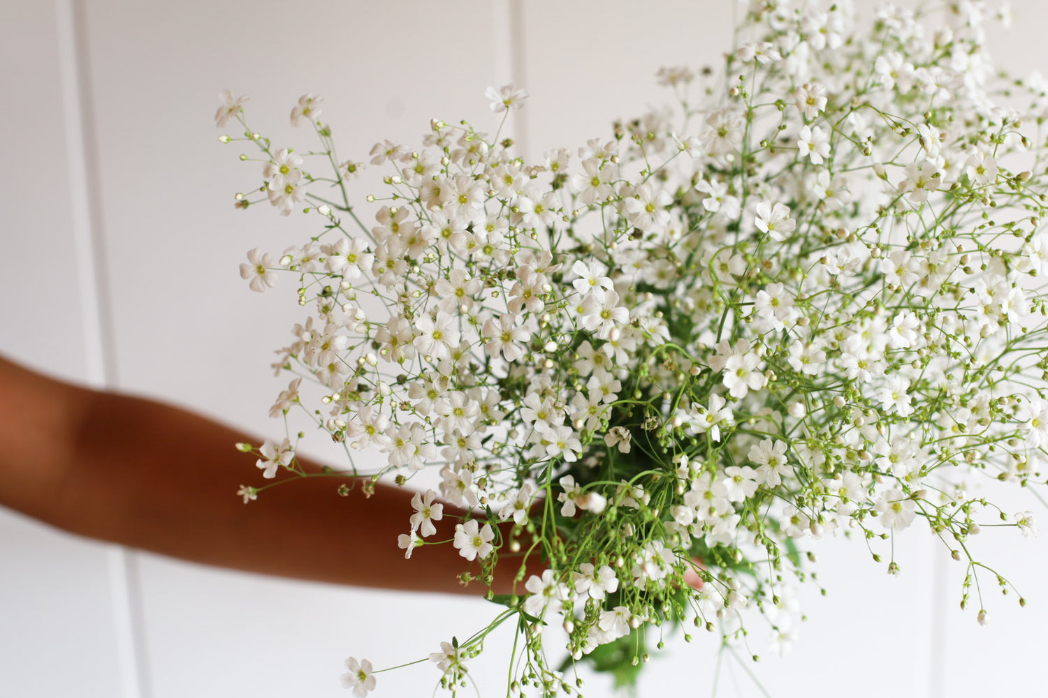 Baby's Breath - Covent Garden - 10 Stems/Bunch