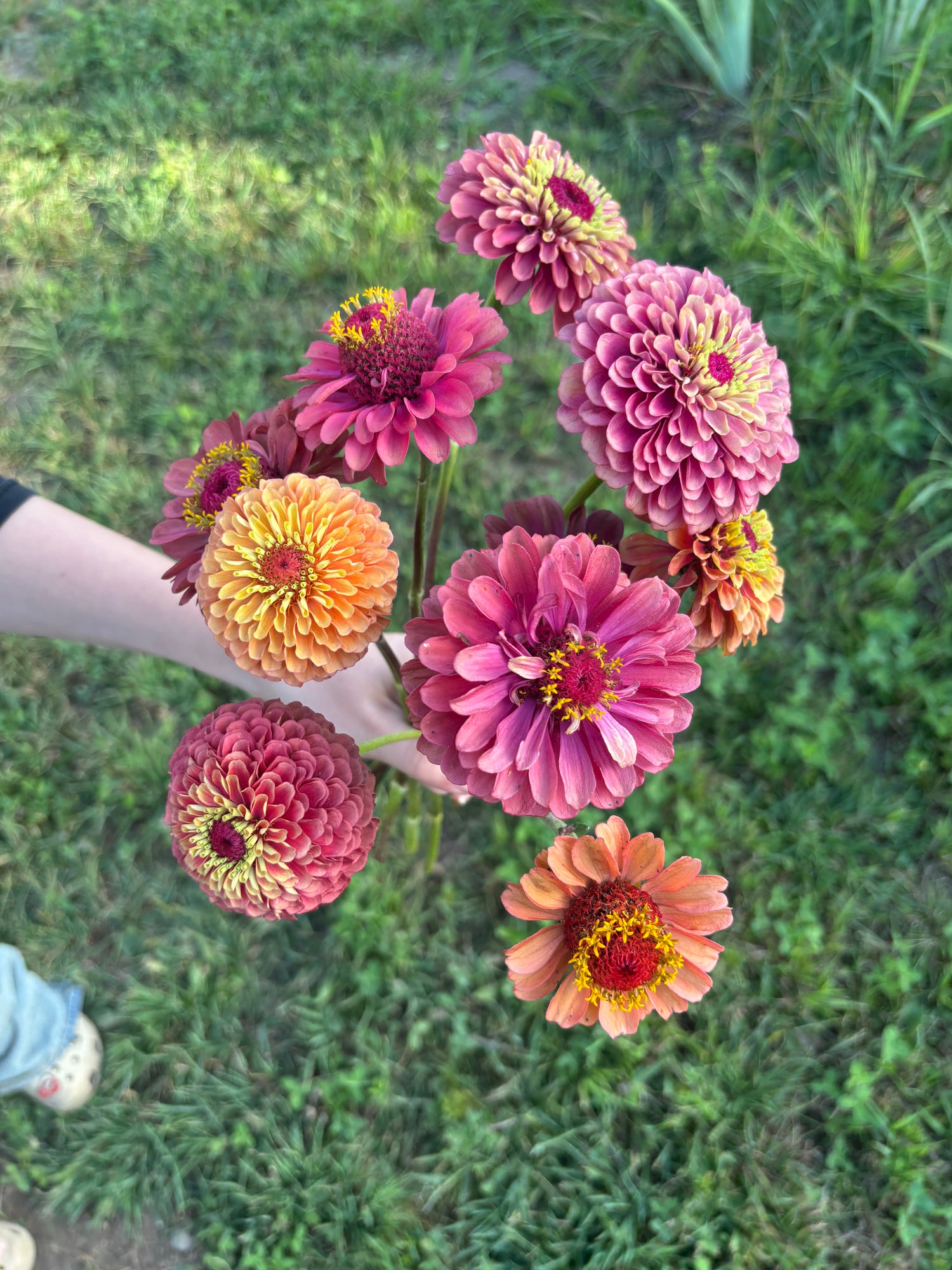 Zinnia - Dusty/Muted/Queen Lime Mix - 10 Stems/Bunch