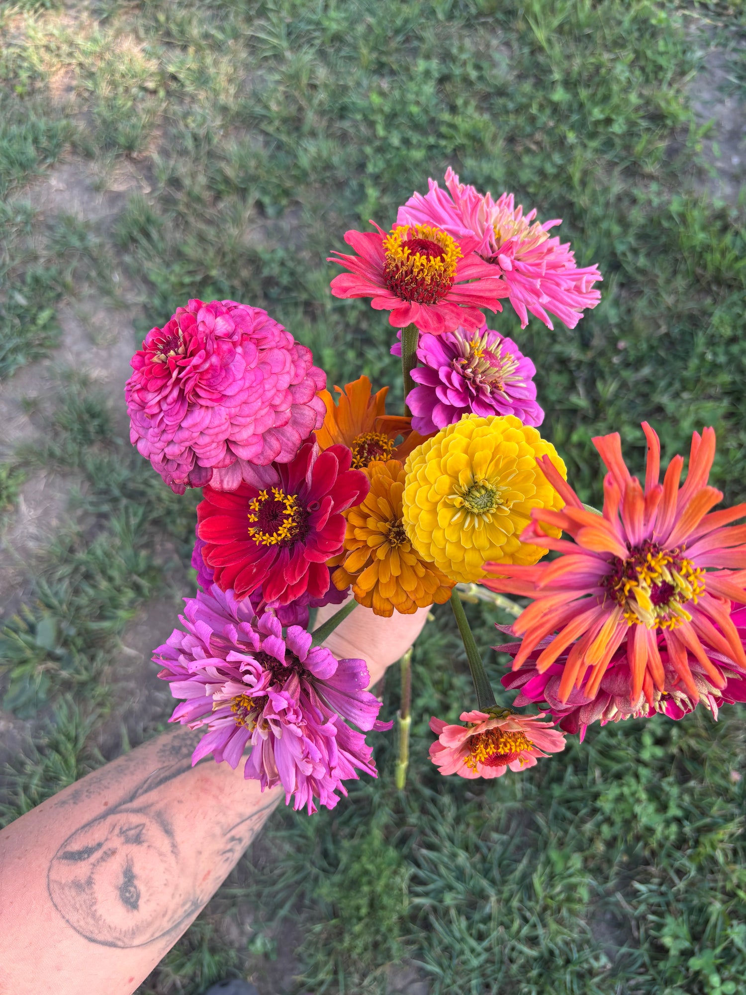 Zinnia - Bright Mix - 10 Stems/Bunch