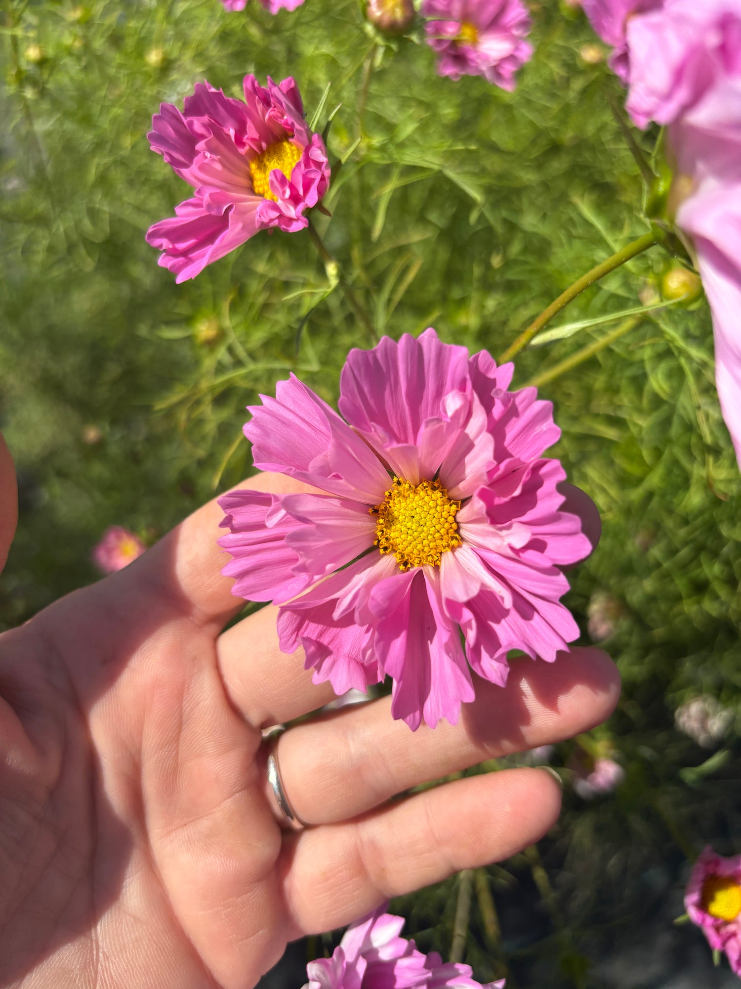 Cosmos - Double - Pink - 10 Stems/Bunch