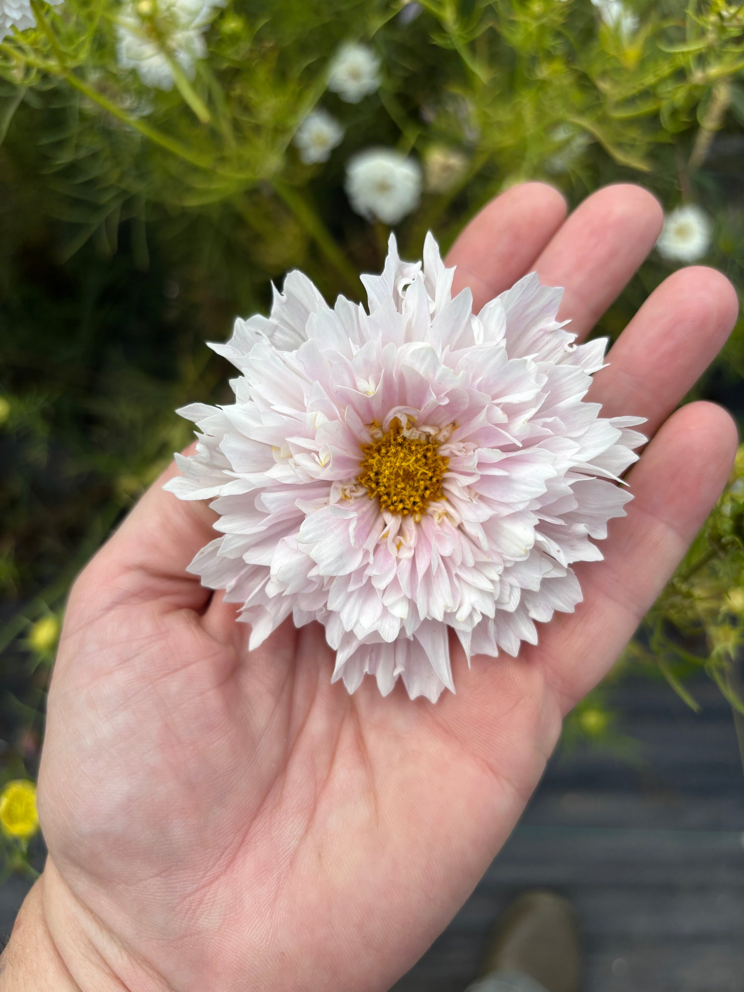 Cosmos - Blush - 10 Stems/Bunch