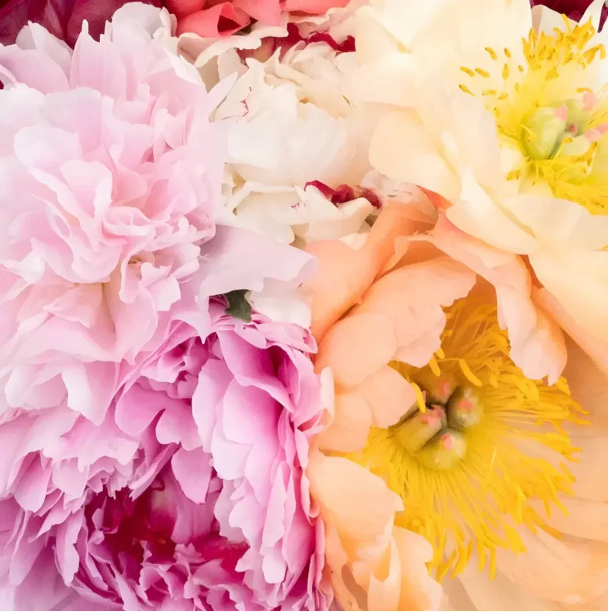 Peony - Mix - 5 Stems/Bunch