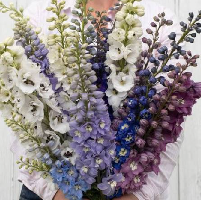 Delphinium - Mixed Pack - 5 Stems/Bunch