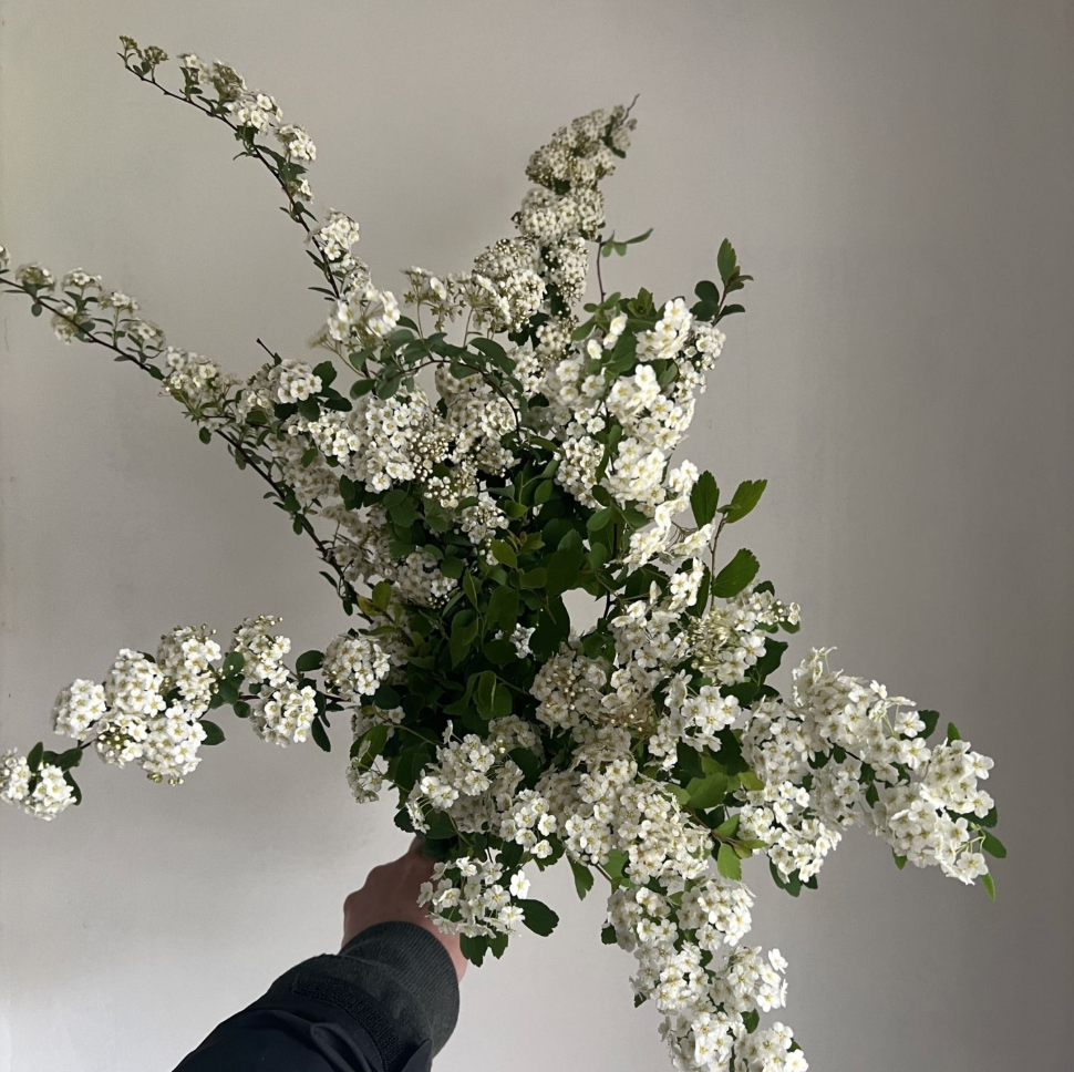 Spirea - White - 10 Stems/Bunch