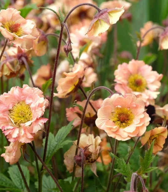 Geum - Mai Tai Peach - 10 Stems/Bunch
