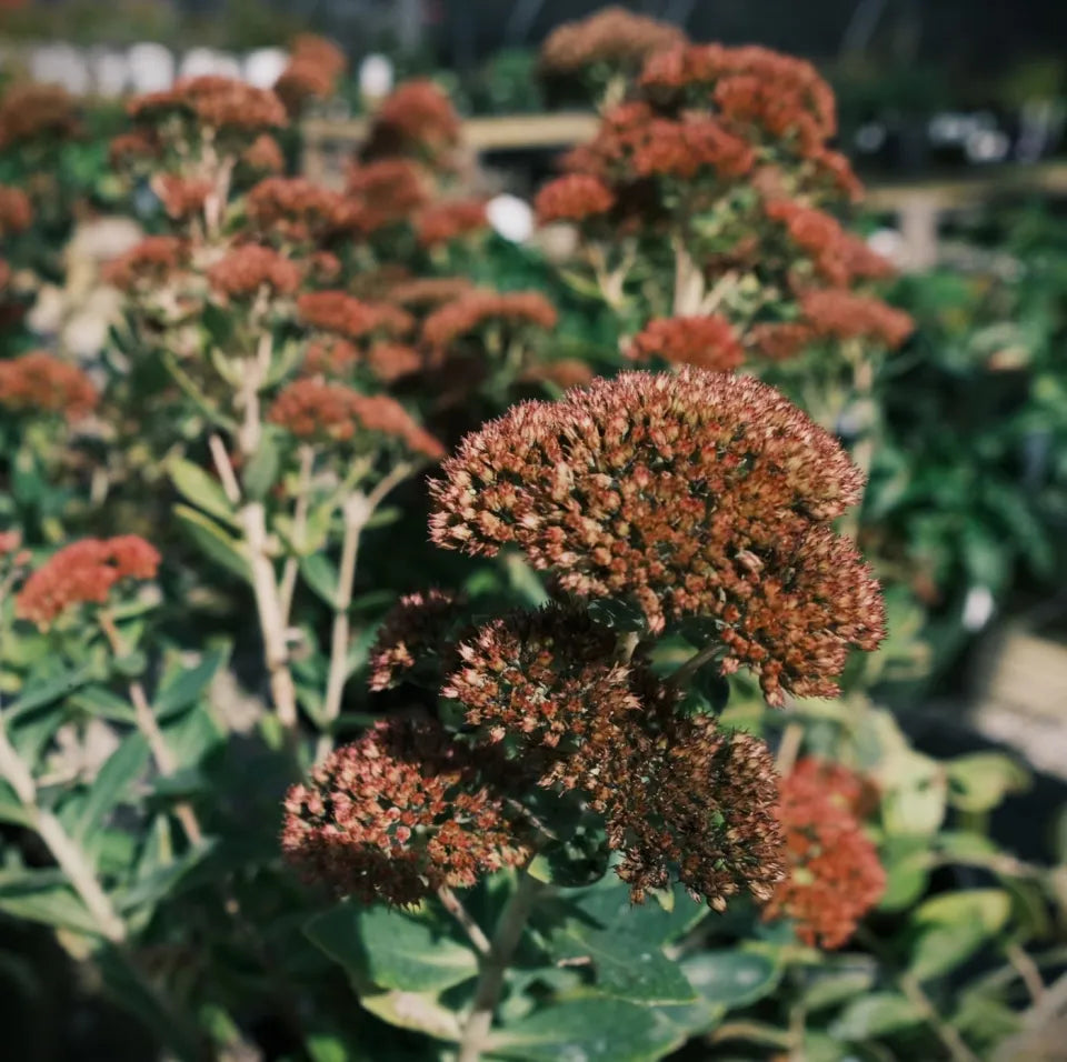 Sedum - Autumn Brown - 5 Stems/Bunch