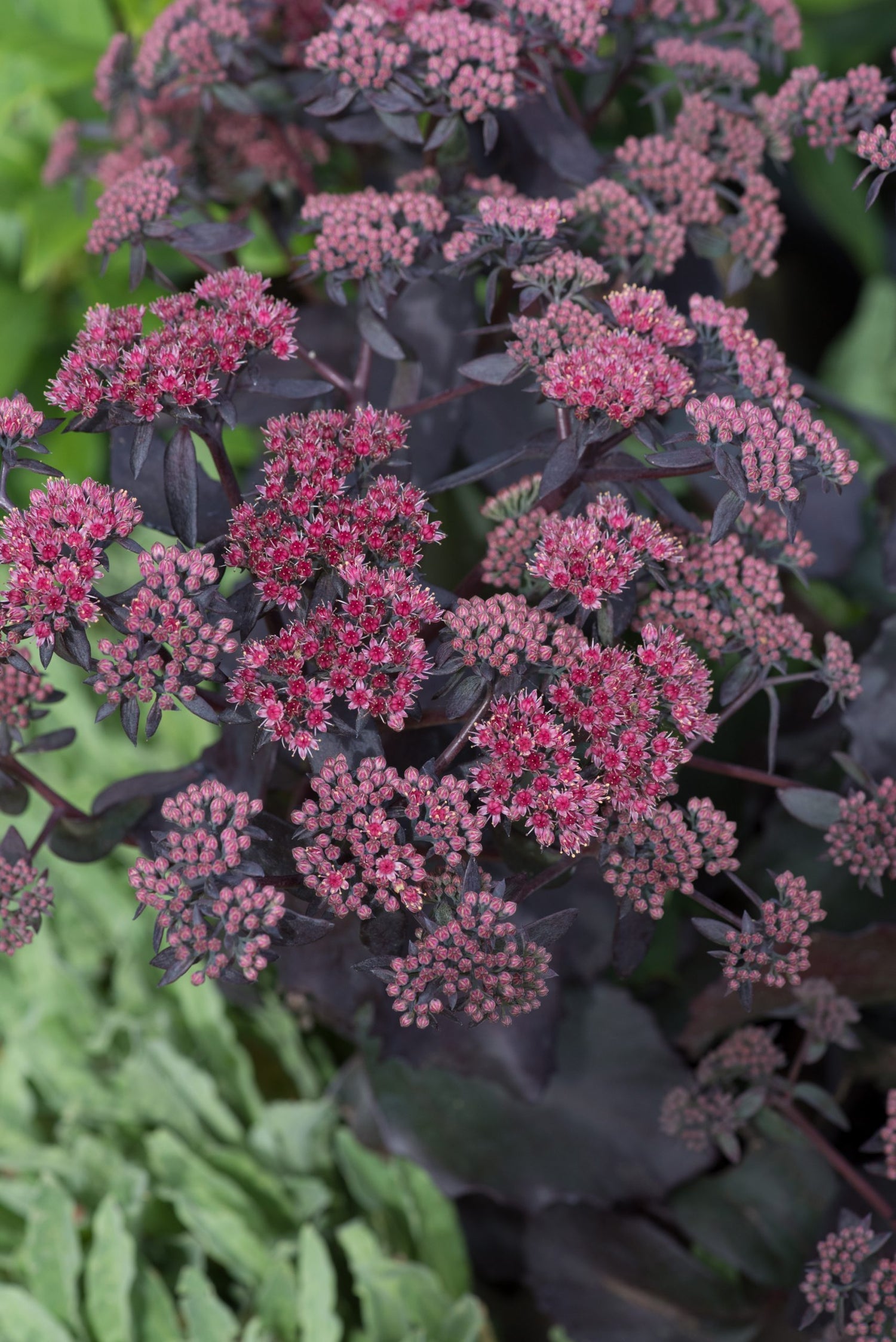 Sedum Cherry Truffle - Purple - 5 Stems/Bunch