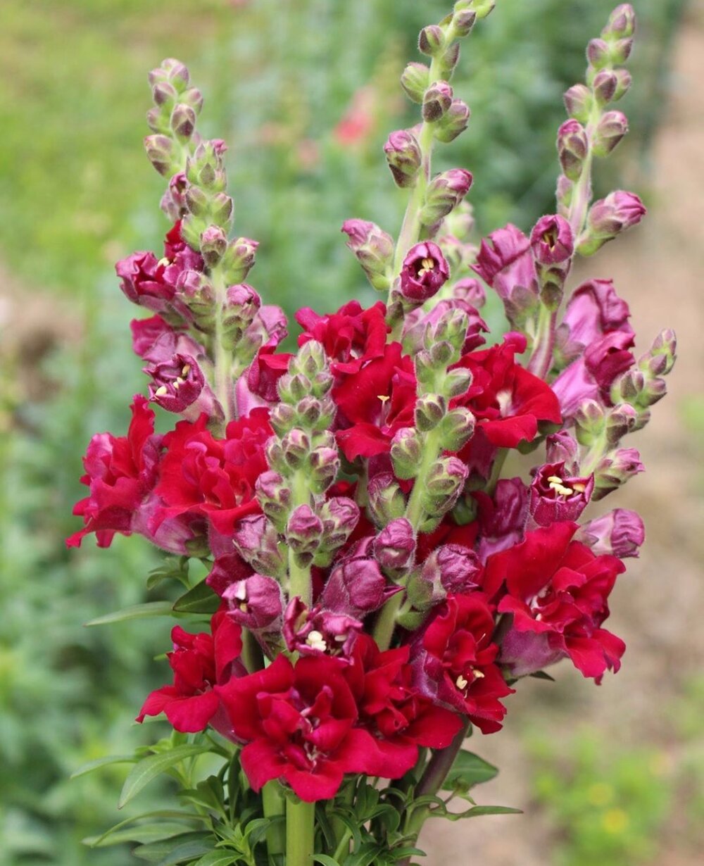 Snapdragon - Butterfly Red - 10 Stems/Bunch