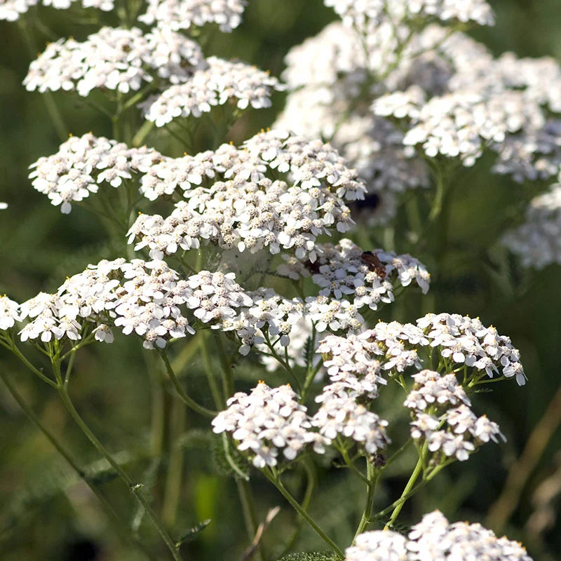 Yarrow - White - 20 Stems/Bunch