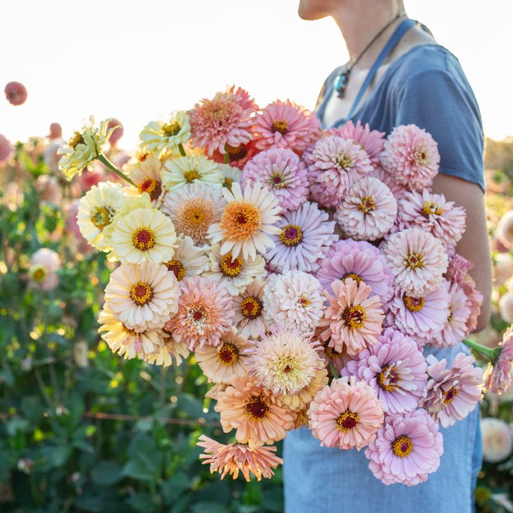 Zinnia - Pastel Mix - 10 Stems/Bunch