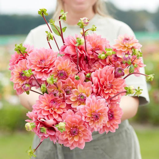 Dahlia - Sunset Pink - 5 Stems/Bunch