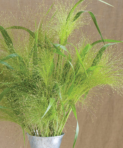 Explosion Grass - 10 Stems/Bunch