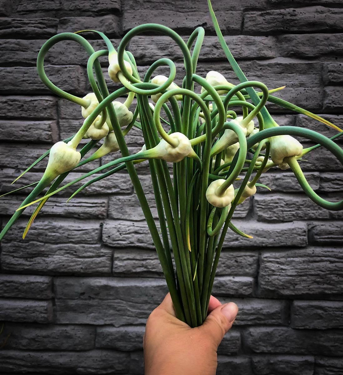 Garlic Scapes - Green - 10 Stems/Bunch