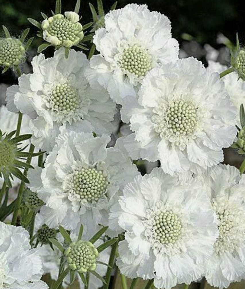 Scabiosa - White - 10 Stems/Bunch