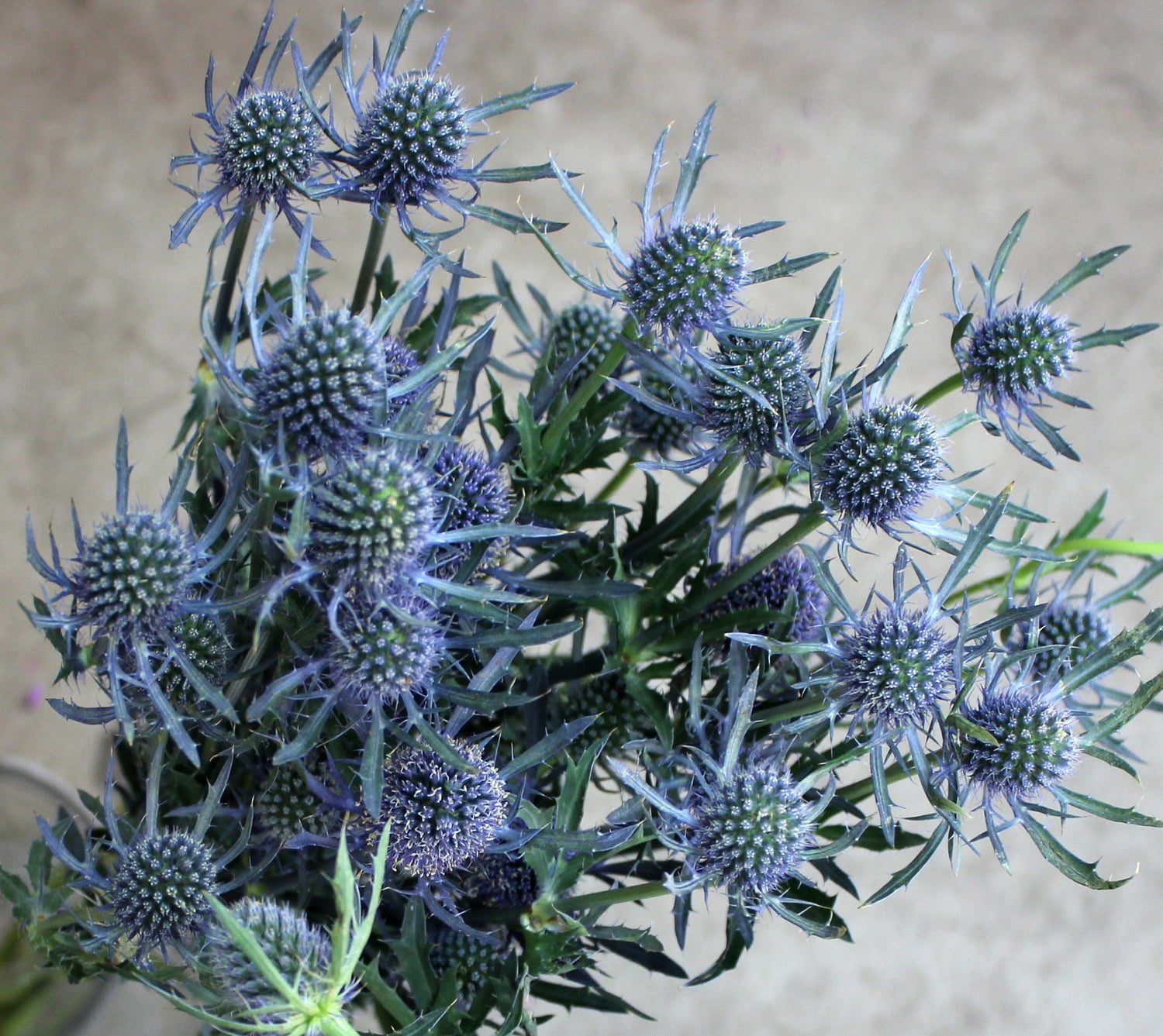 Thistle - Blue - 5 Stems/Bunch