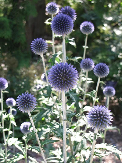 Thistle - Globe Blue - 5 Stems/Bunch