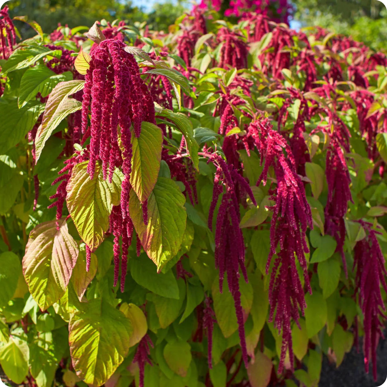 Amaranth - Hanging Red - 10 Stems/Bunch