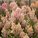 Celosia - Rose Gold - 10 Stems/Bunch