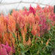 Celosia - Spun Sugar - 10 Stems/Bunch