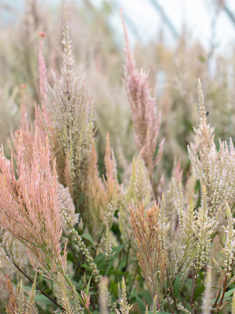 Celosia - Rose Gold - 10 Stems/Bunch