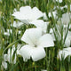 Corncockle - White - 10 Stems/Bunch