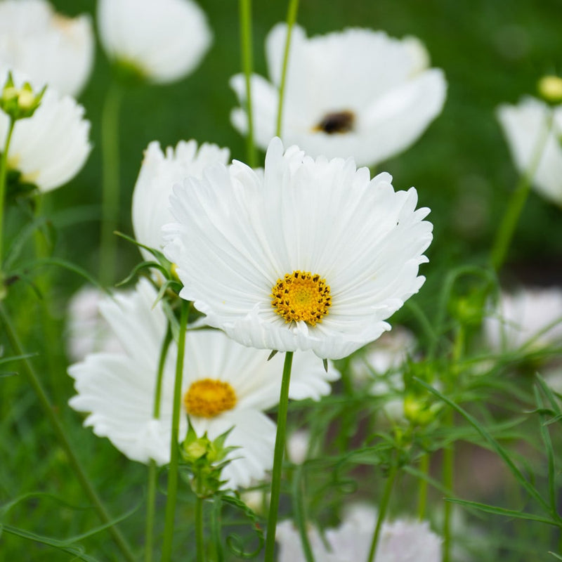 Cosmos - Cupcake - White - 10 Stems/Bunch