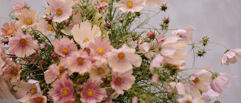 Cosmos - Apricot - 10 Stems/Bunch