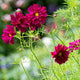 Cosmos - Double Cranberry - 10 Stems/Bunch