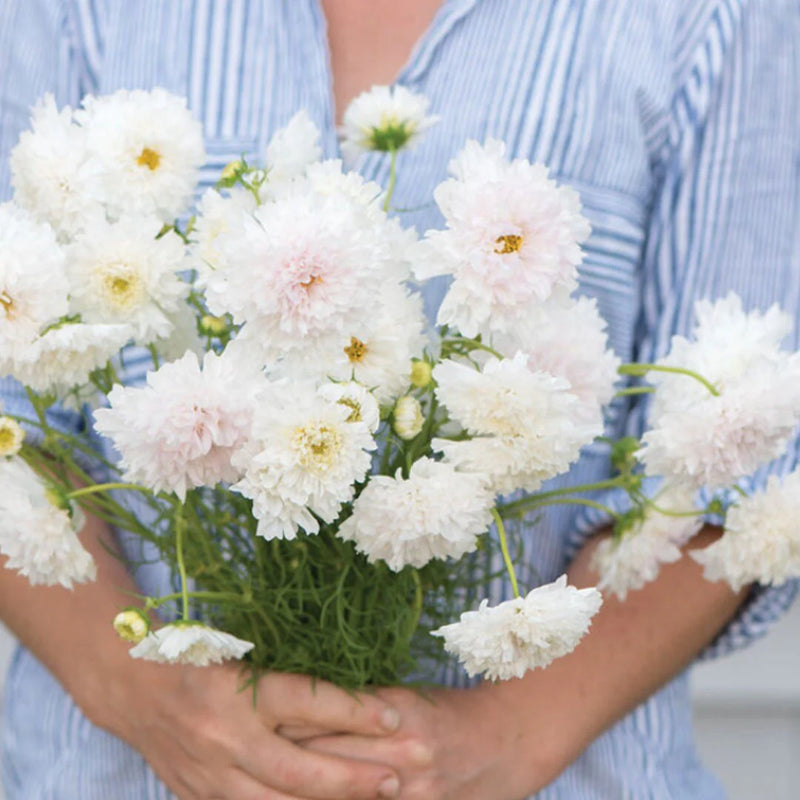 Cosmos - Double White - 10 Stems/Bunch