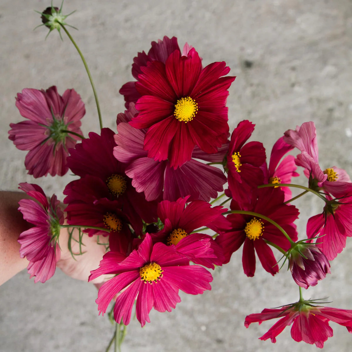 Cosmos - Ruby - 10 Stems/Bunch