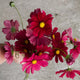 Cosmos - Ruby - 10 Stems/Bunch