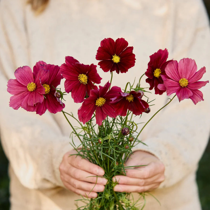 Cosmos - Ruby - 10 Stems/Bunch