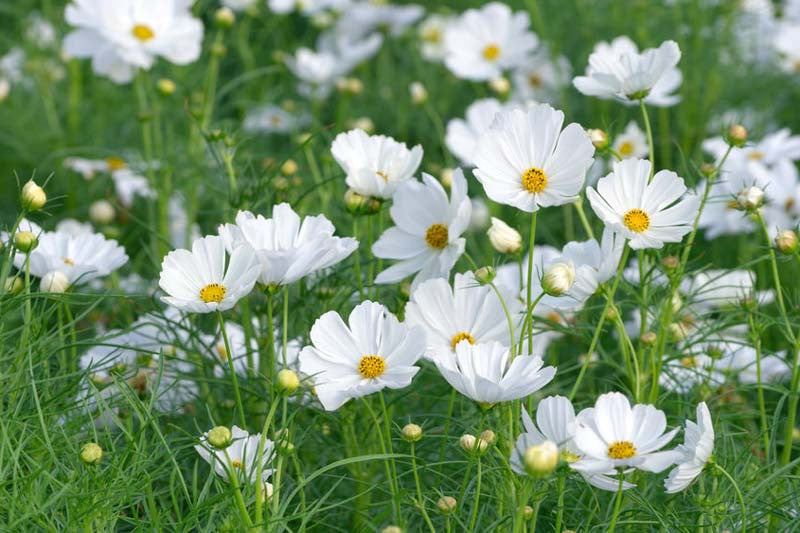 Cosmos - Cupcake - White - 10 Stems/Bunch