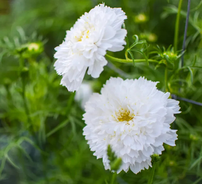 Cosmos - Double White - 10 Stems/Bunch