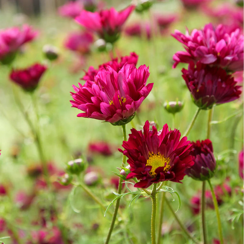 Cosmos - Double Cranberry - 10 Stems/Bunch