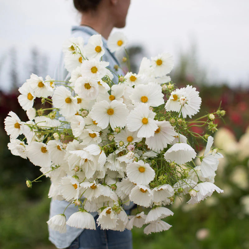 Cosmos - Cupcake - White - 10 Stems/Bunch