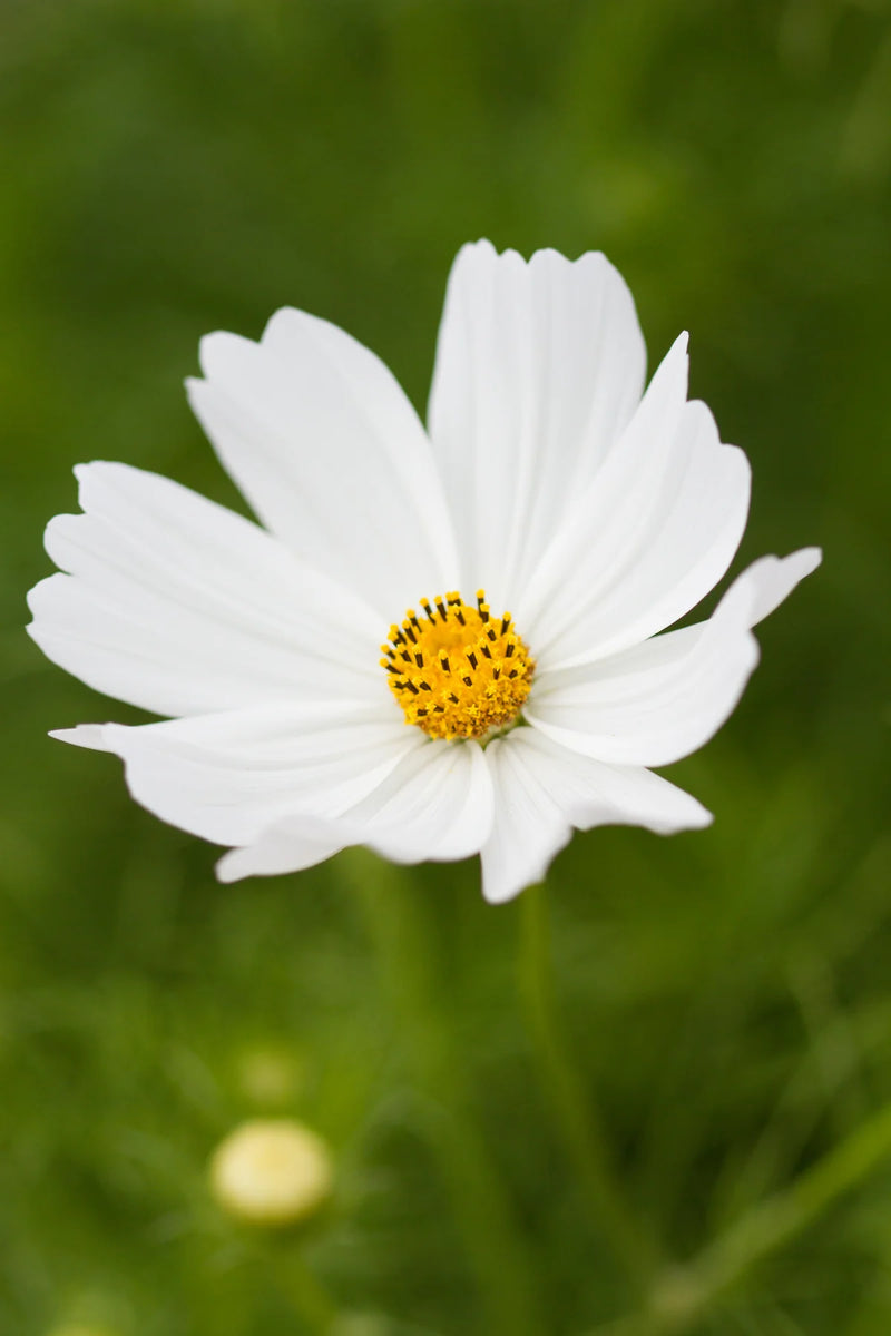 Cosmos - Cupcake - White - 10 Stems/Bunch