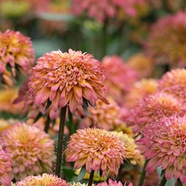 Echibeckia - Summerina Summer Glow - 10 Stems/Bunch