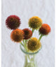 Echinacea - Seed Pod - 10 Stems/Bunch