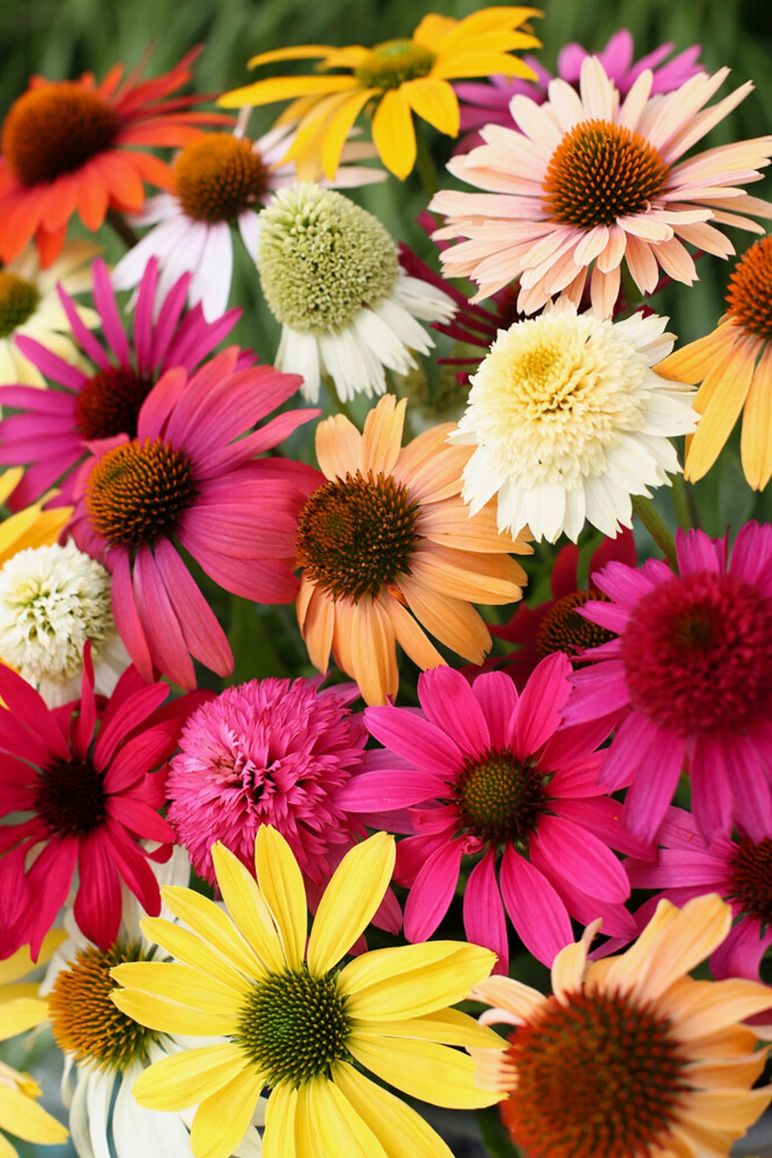 Echinacea - Mix - 10 Stems/Bunch