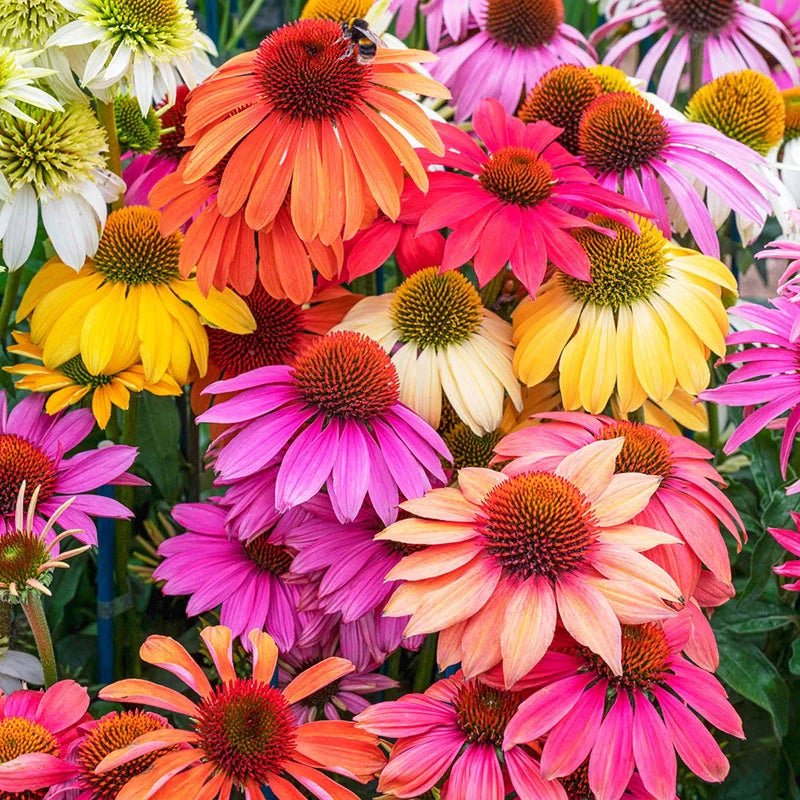 Echinacea - Mix - 10 Stems/Bunch