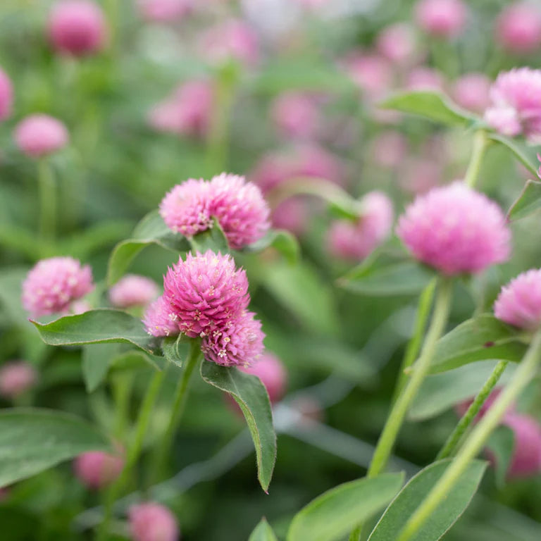 Gomphrena - Pink - 10 Stems/Bunch